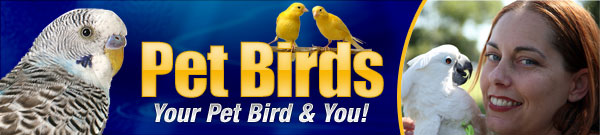 Pet Birds
